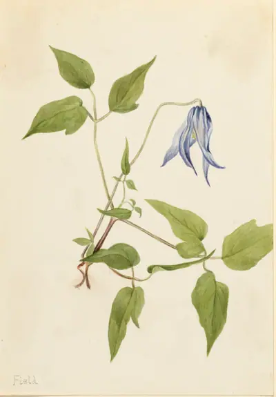 Columbia Clematis (Clematis columbiana)