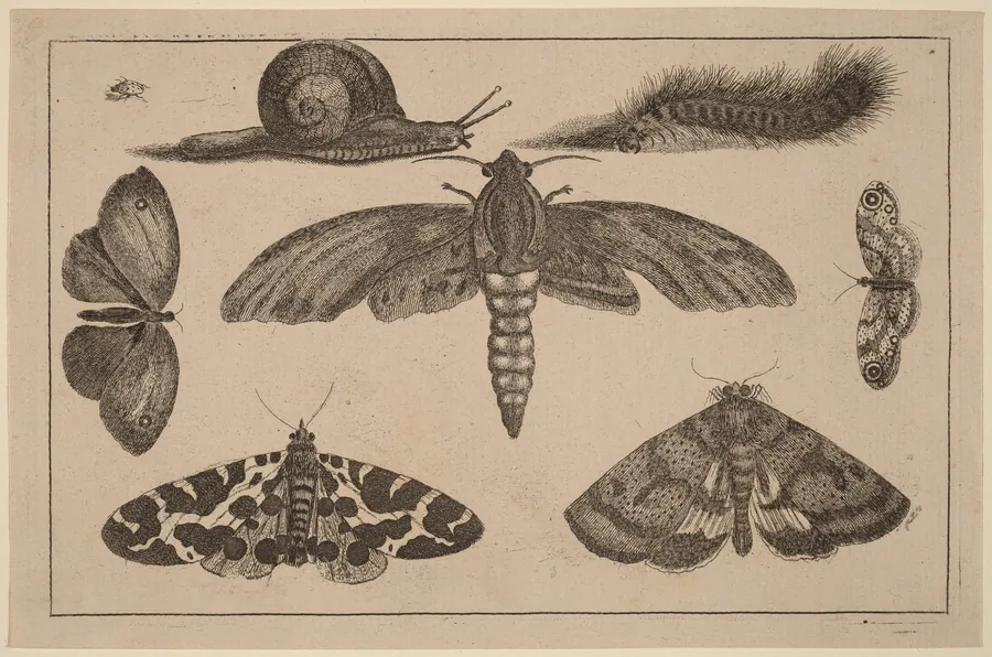 Six Insects, a Caterpillar, and a Snail by Wenceslaus Hollar