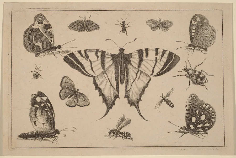 Swallow-tailed Butterfly and Twelve Other Insects by Wenceslaus Hollar