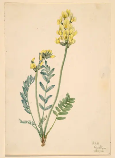 False Locoweed (Oxytropia gracilis)