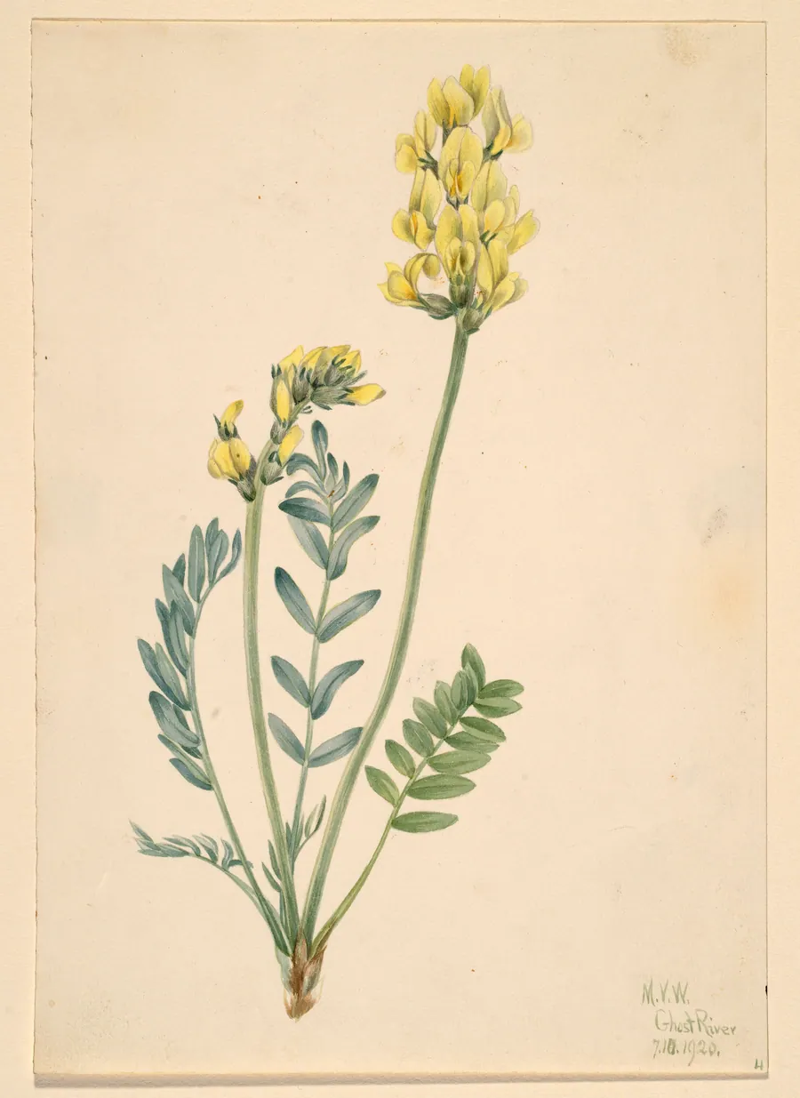 False Locoweed (Oxytropia gracilis) by Mary Vaux Walcott, born Philadelphia, PA 1860-died St. Andrews, New Brunswick, Canada 1940