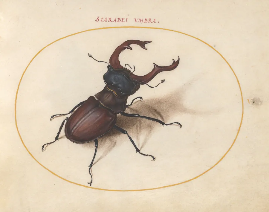 Plate 5: Stag Beetle by Joris Hoefnagel