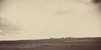 View of Fields with Cows