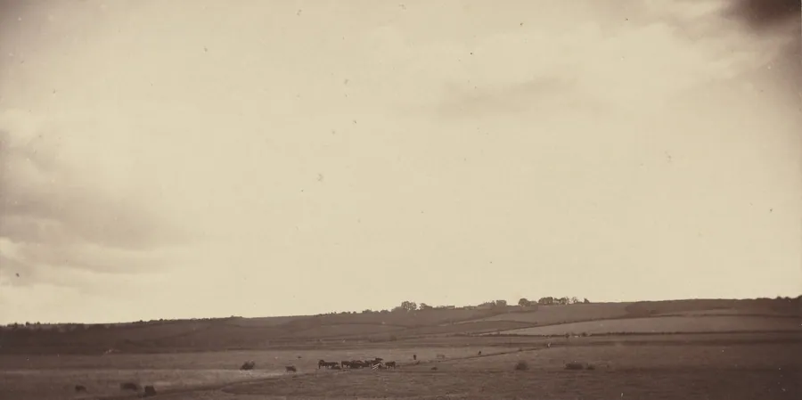 View of Fields with Cows by British 19th Century