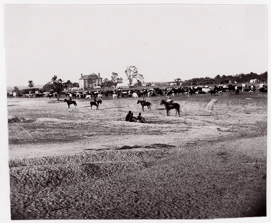[Herd of Horses].  Brady album, p. 123 by Mathew B. Brady