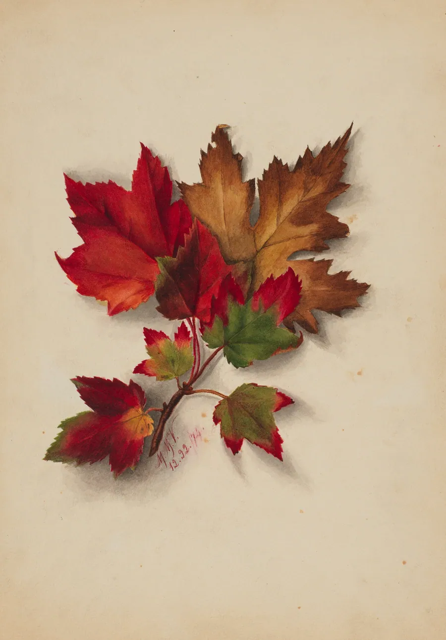 Untitled (Autumn Leaves) by Mary Vaux Walcott, born Philadelphia, PA 1860-died St. Andrews, New Brunswick, Canada 1940