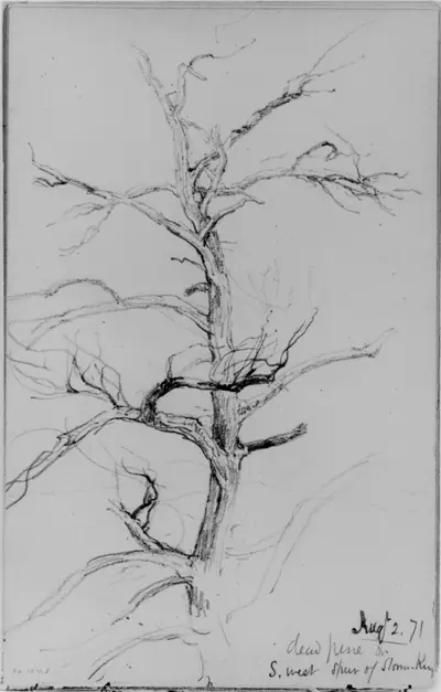 Dead Pine, Storm King (from Sketchbook)