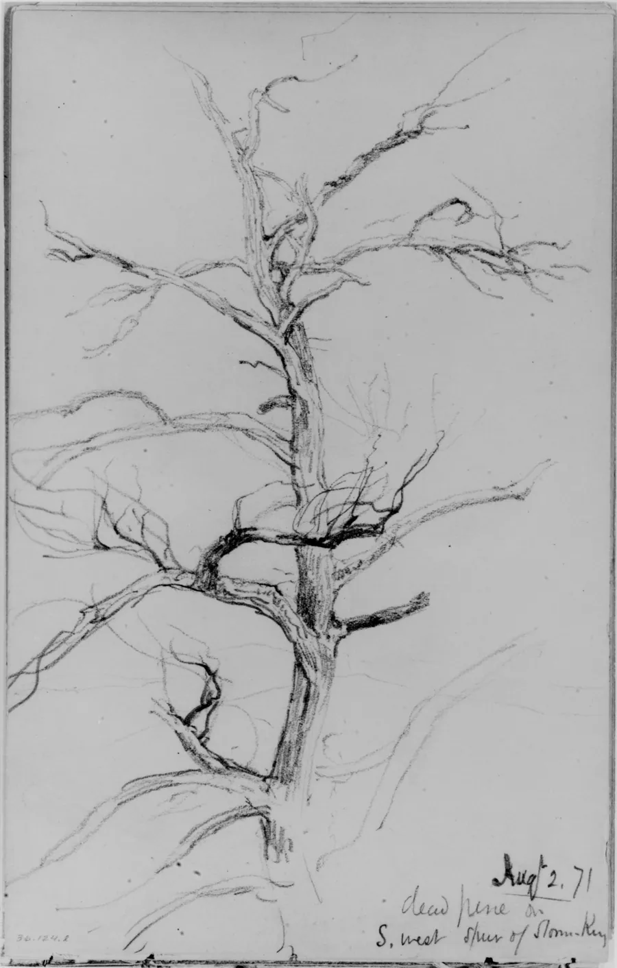 Dead Pine, Storm King (from Sketchbook) by Daniel Huntington