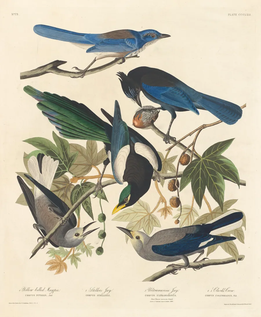 Yellow-billed Magpie, Stellers Jay, Ultramarine Jay and Clark's Crow by Robert Havell, Jr.