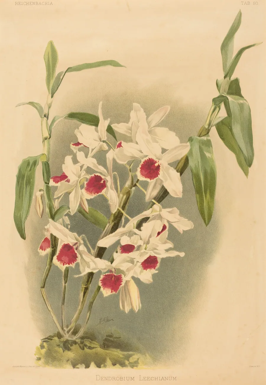 Dendrobium Leechianum by Joseph Mansell
