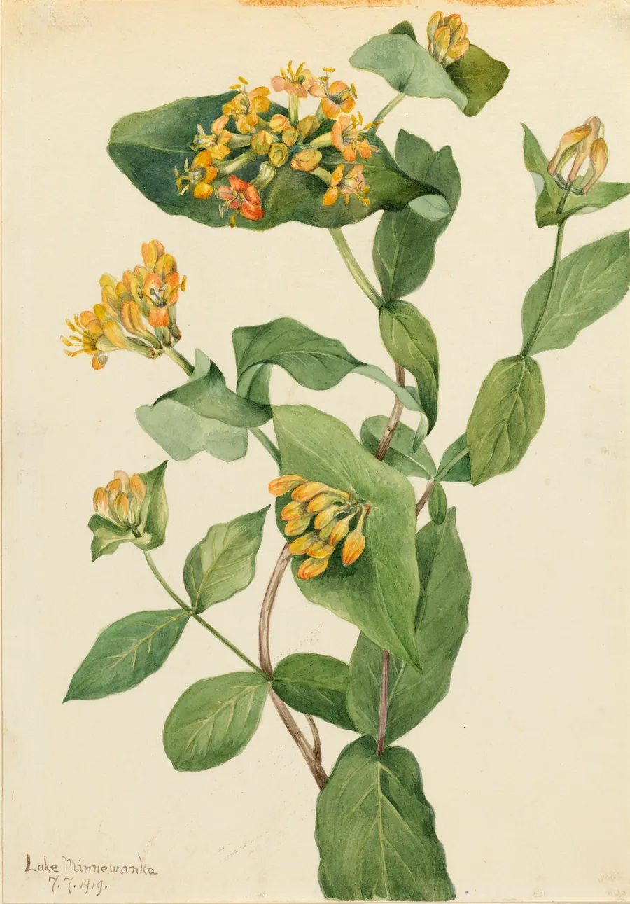Douglas Honeysuckle (Lonicera glaucescens) by Mary Vaux Walcott, born Philadelphia, PA 1860-died St. Andrews, New Brunswick, Canada 1940