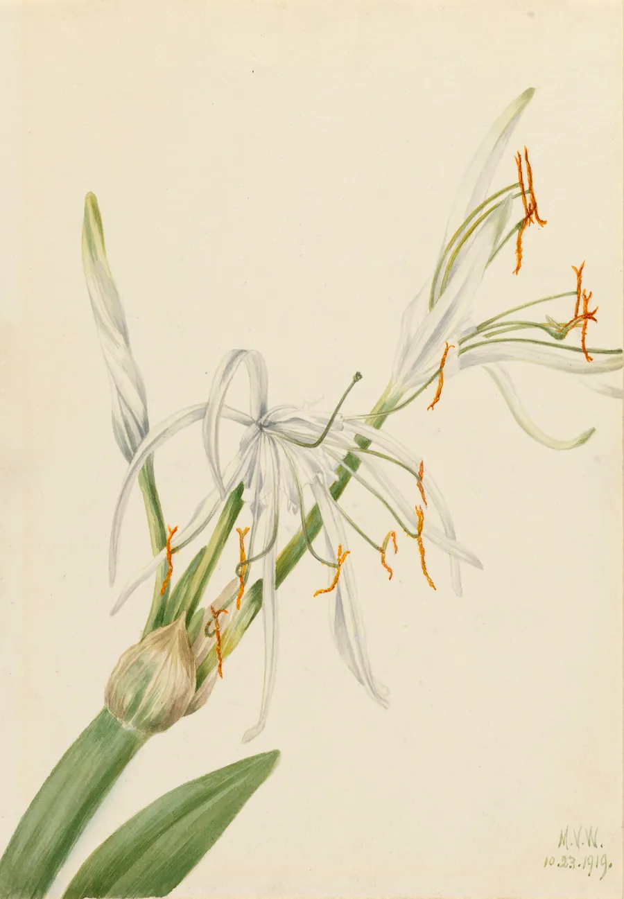 Spider Lily (Hymenocallis rotata) by Mary Vaux Walcott, born Philadelphia, PA 1860-died St. Andrews, New Brunswick, Canada 1940