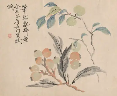 Loquat Tree of Japan