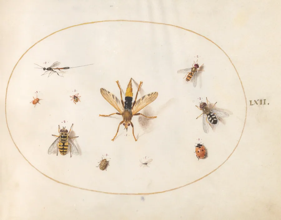 Plate 62: Ten Insects by Joris Hoefnagel