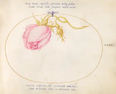 Plate 29: Pink Rose and Rosebud