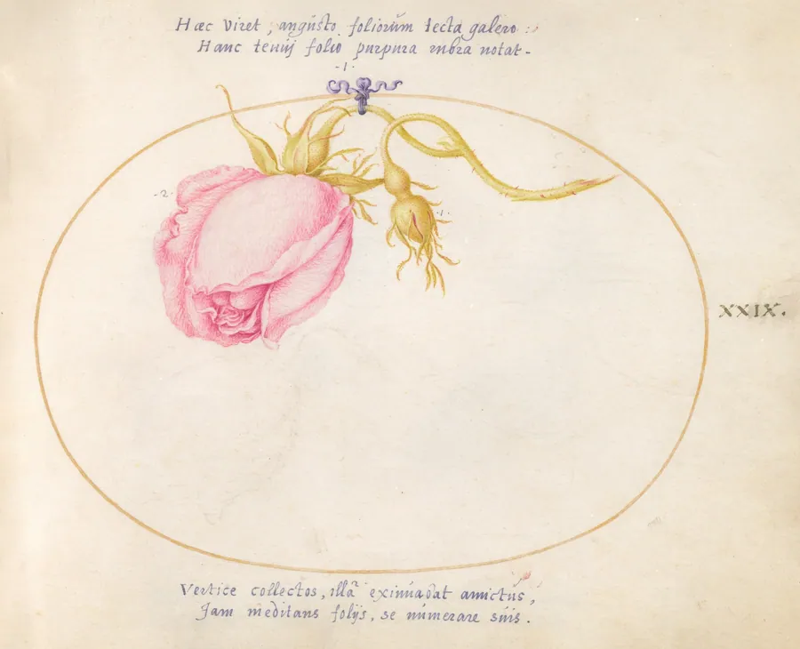 Plate 29: Pink Rose and Rosebud by Joris Hoefnagel