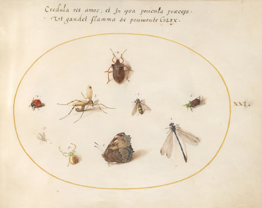 Plate 21: A Butterfly with a Dragonfly, a Ladybug, and Five other Insects by Joris Hoefnagel