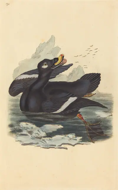 Velvet Duck