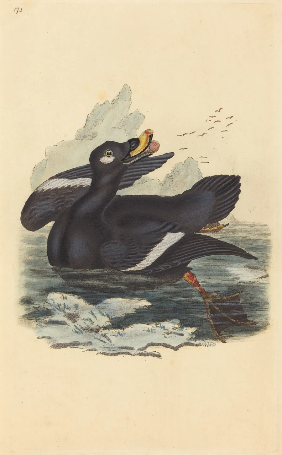 Velvet Duck by British 19th Century