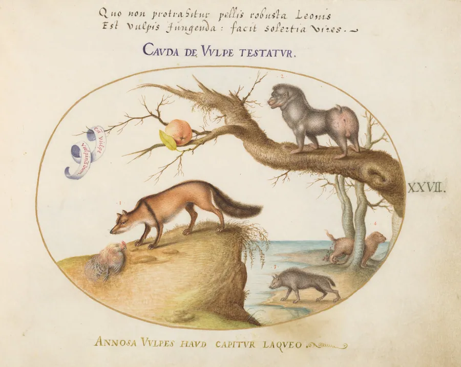Plate 27: A Cross Fox, a Hyena/Baboon, a "Sea Wolf," and a Gulon (Wolverine?) by Joris Hoefnagel