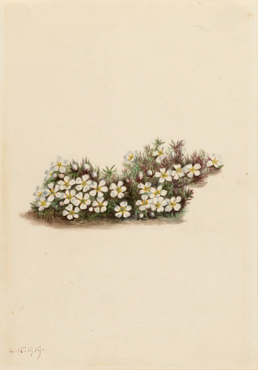 Pyxie (Pyxidanthera barbulata) by Mary Vaux Walcott, born Philadelphia, PA 1860-died St. Andrews, New Brunswick, Canada 1940