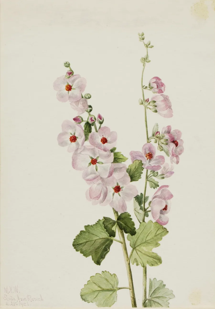 Orange-Eye Globemallow (Sphaeralcea davidsonii) by Mary Vaux Walcott, born Philadelphia, PA 1860-died St. Andrews, New Brunswick, Canada 1940