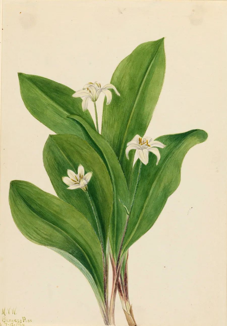Queencup (Clintonia uniflora) by Mary Vaux Walcott, born Philadelphia, PA 1860-died St. Andrews, New Brunswick, Canada 1940
