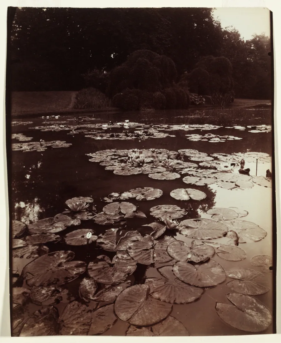 Nymphéa by Eugène Atget