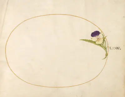 Plate 80: Purple and Yellow Viola