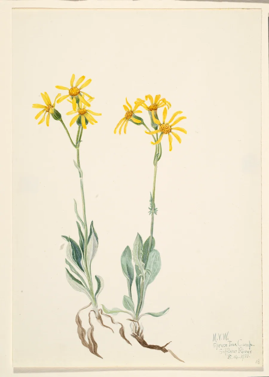 Montana Parnassia (Parnassia montanesis) by Mary Vaux Walcott, born Philadelphia, PA 1860-died St. Andrews, New Brunswick, Canada 1940