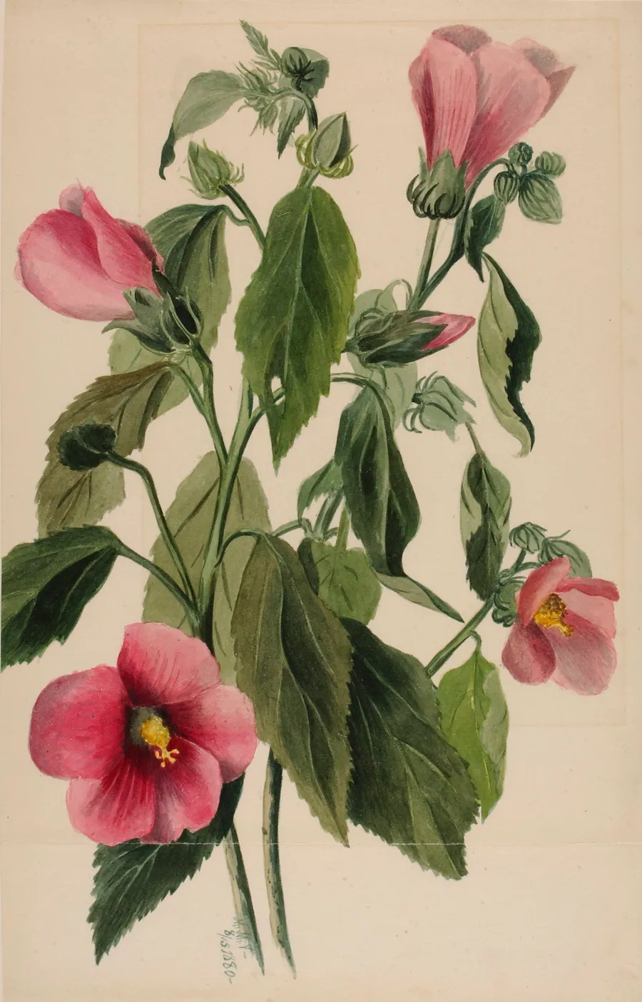 Rose Gentian (Sabbatia angularis) by Mary Vaux Walcott, born Philadelphia, PA 1860-died St. Andrews, New Brunswick, Canada 1940