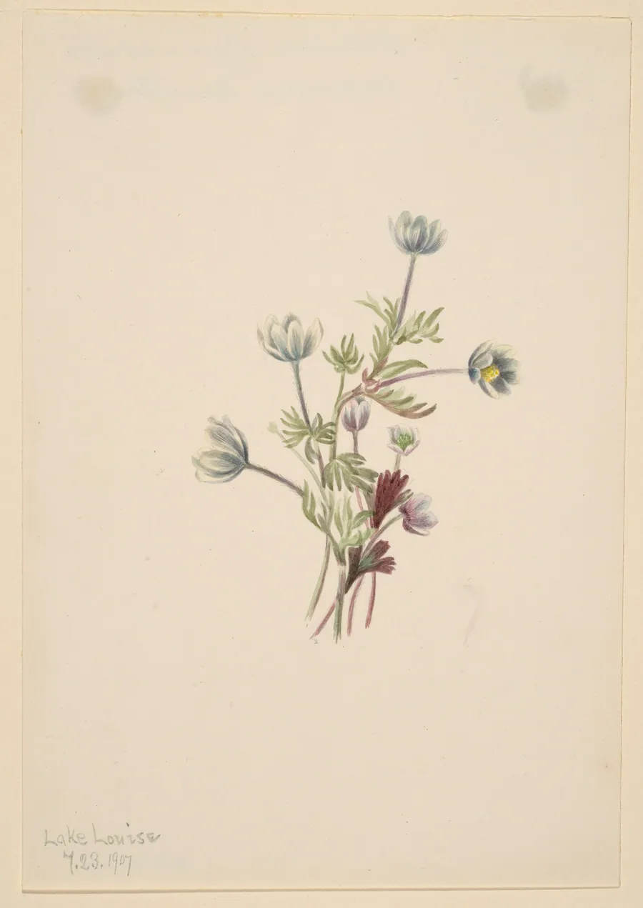 Anemone (Anemone drummondii) by Mary Vaux Walcott, born Philadelphia, PA 1860-died St. Andrews, New Brunswick, Canada 1940