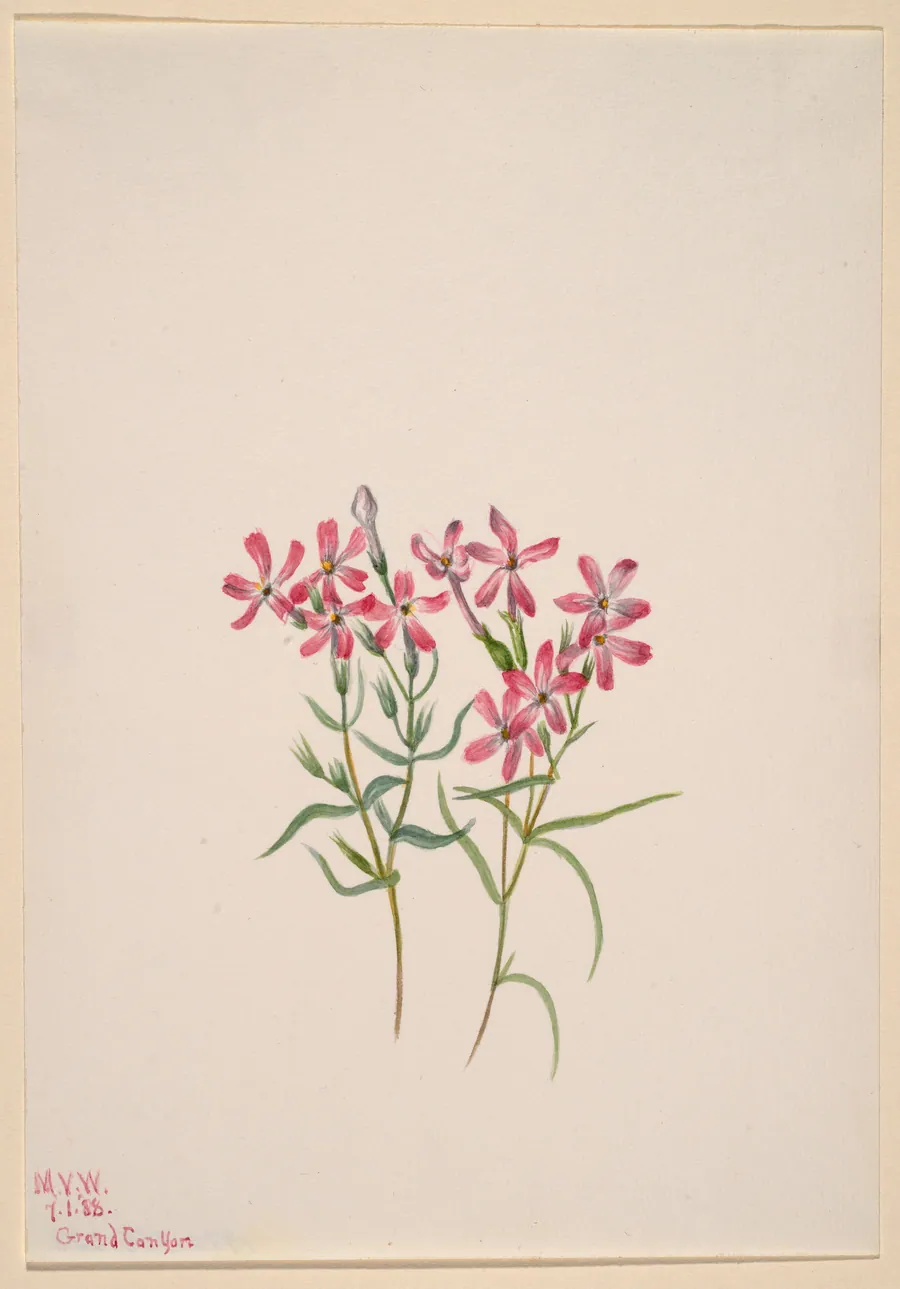 Phlox stansburyi by Mary Vaux Walcott, born Philadelphia, PA 1860-died St. Andrews, New Brunswick, Canada 1940