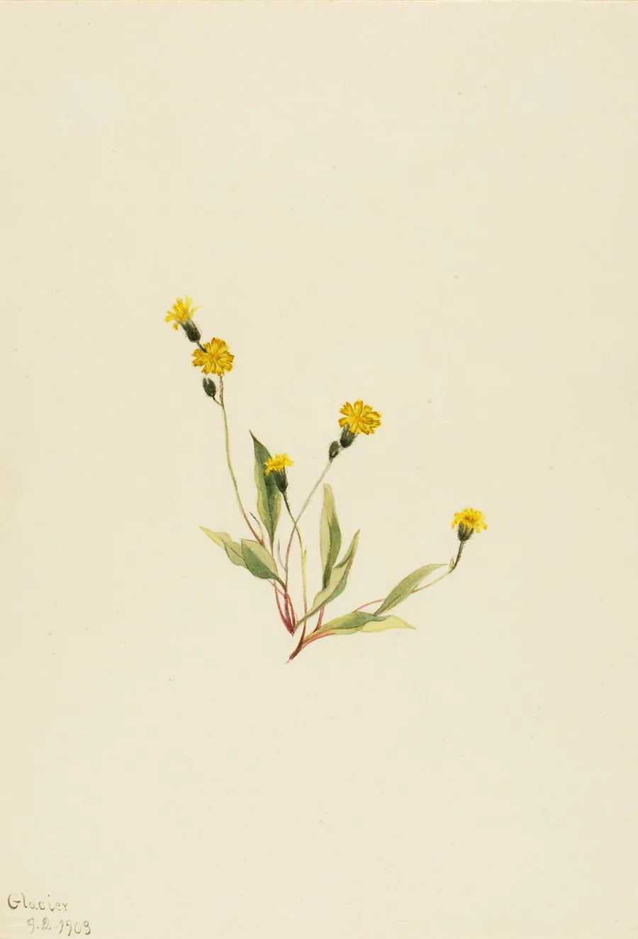 Heieracium gracile by Mary Vaux Walcott, born Philadelphia, PA 1860-died St. Andrews, New Brunswick, Canada 1940