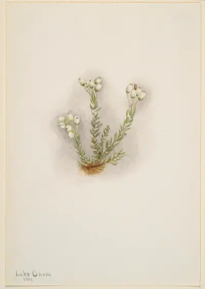 White Heather (Phyllodoce grandiflora)