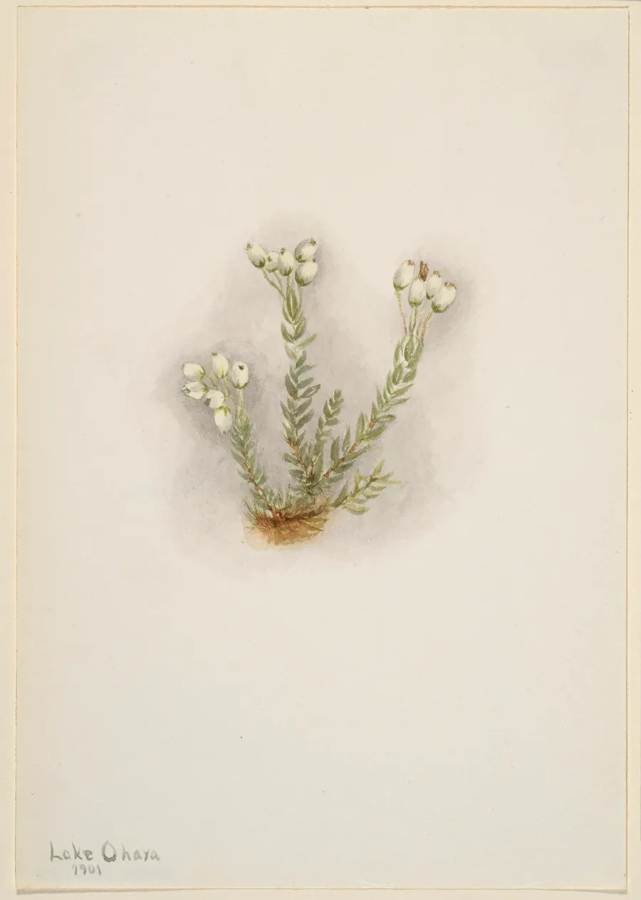 White Heather (Phyllodoce grandiflora) by Mary Vaux Walcott, born Philadelphia, PA 1860-died St. Andrews, New Brunswick, Canada 1940