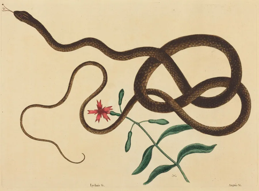 The Coach-Whip Snake (Coluber flagellum) by Mark Catesby