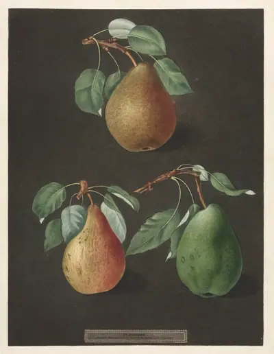 Pomona Britannica:  No. 82 - Pears