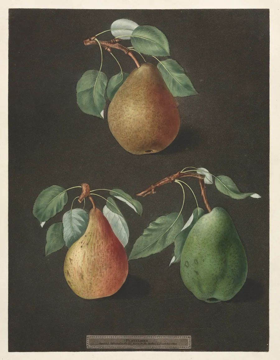 Pomona Britannica:  No. 82 - Pears by George Brookshaw
