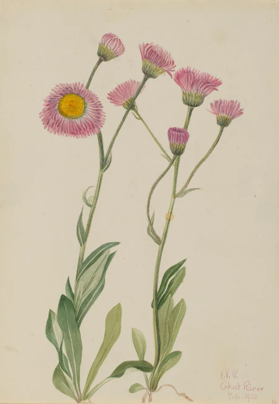 Meadow Fleabane (Erigeron speciosus) by Mary Vaux Walcott, born Philadelphia, PA 1860-died St. Andrews, New Brunswick, Canada 1940