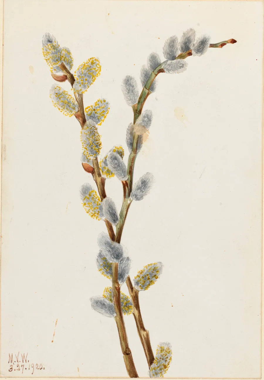 Pussy Willow (Salix discolor) by Mary Vaux Walcott, born Philadelphia, PA 1860-died St. Andrews, New Brunswick, Canada 1940