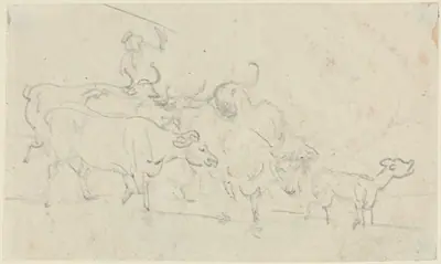 Cattle