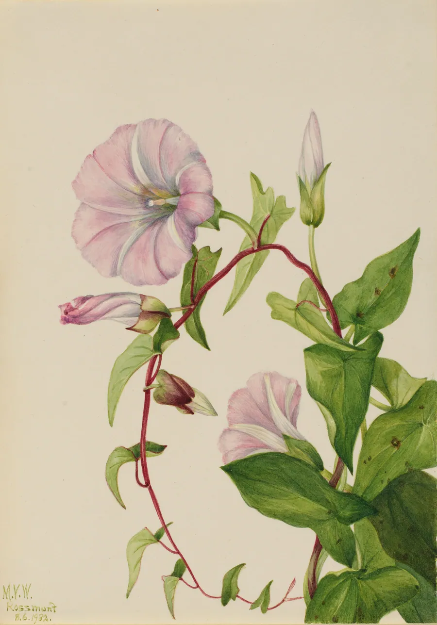 Hedge Bindweed (Calystegia (Convolvulus) sepium) by Mary Vaux Walcott, born Philadelphia, PA 1860-died St. Andrews, New Brunswick, Canada 1940