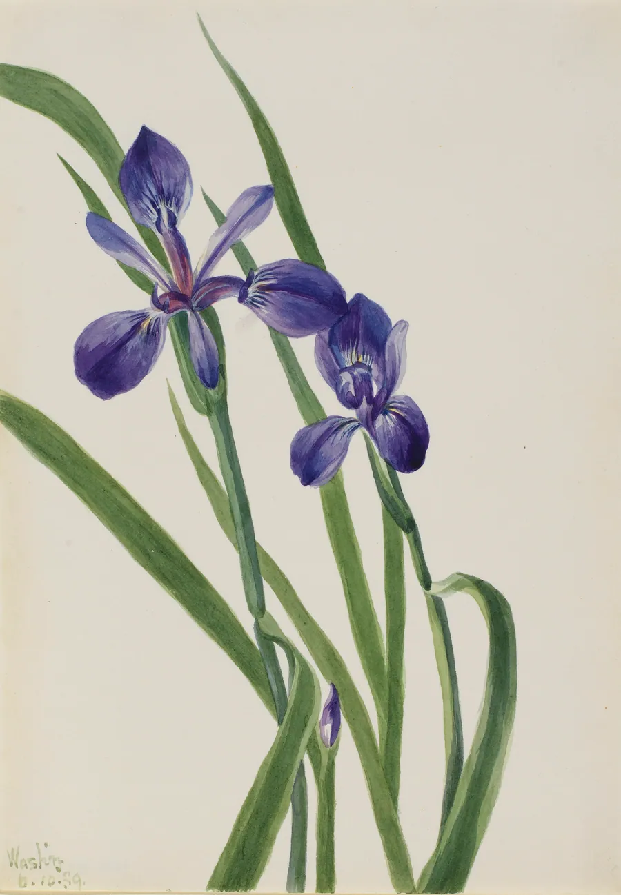 Iris (Iris species) by Mary Vaux Walcott, born Philadelphia, PA 1860-died St. Andrews, New Brunswick, Canada 1940