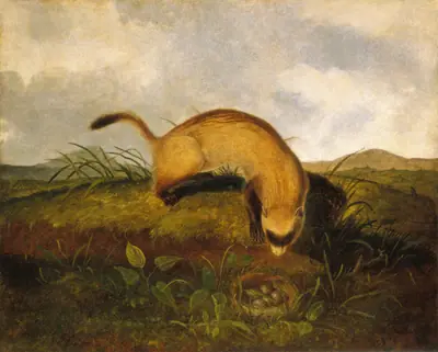 Black-Footed Ferret
