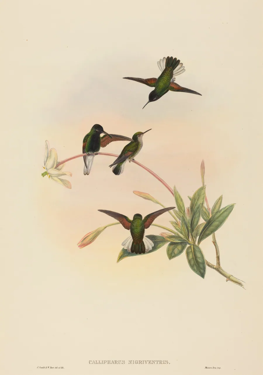 Callipharus nigriventris (Black-bellied Hummingbird) by W. Hart