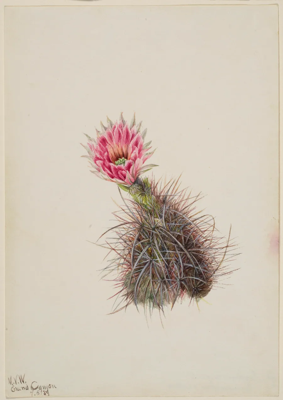 Cucumber Cactus by Mary Vaux Walcott, born Philadelphia, PA 1860-died St. Andrews, New Brunswick, Canada 1940