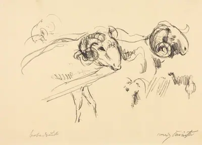 Schafböcke (Rams)