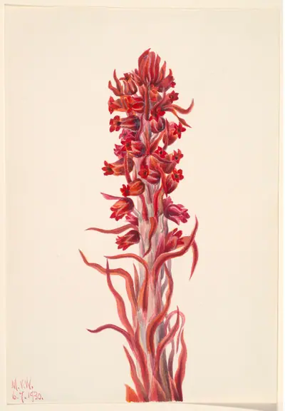 Snow Plant (Sarcodes sanguinea)