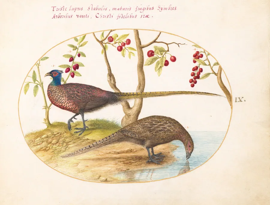 Plate 9: Two Pheasants with Fruiting Plants by Joris Hoefnagel